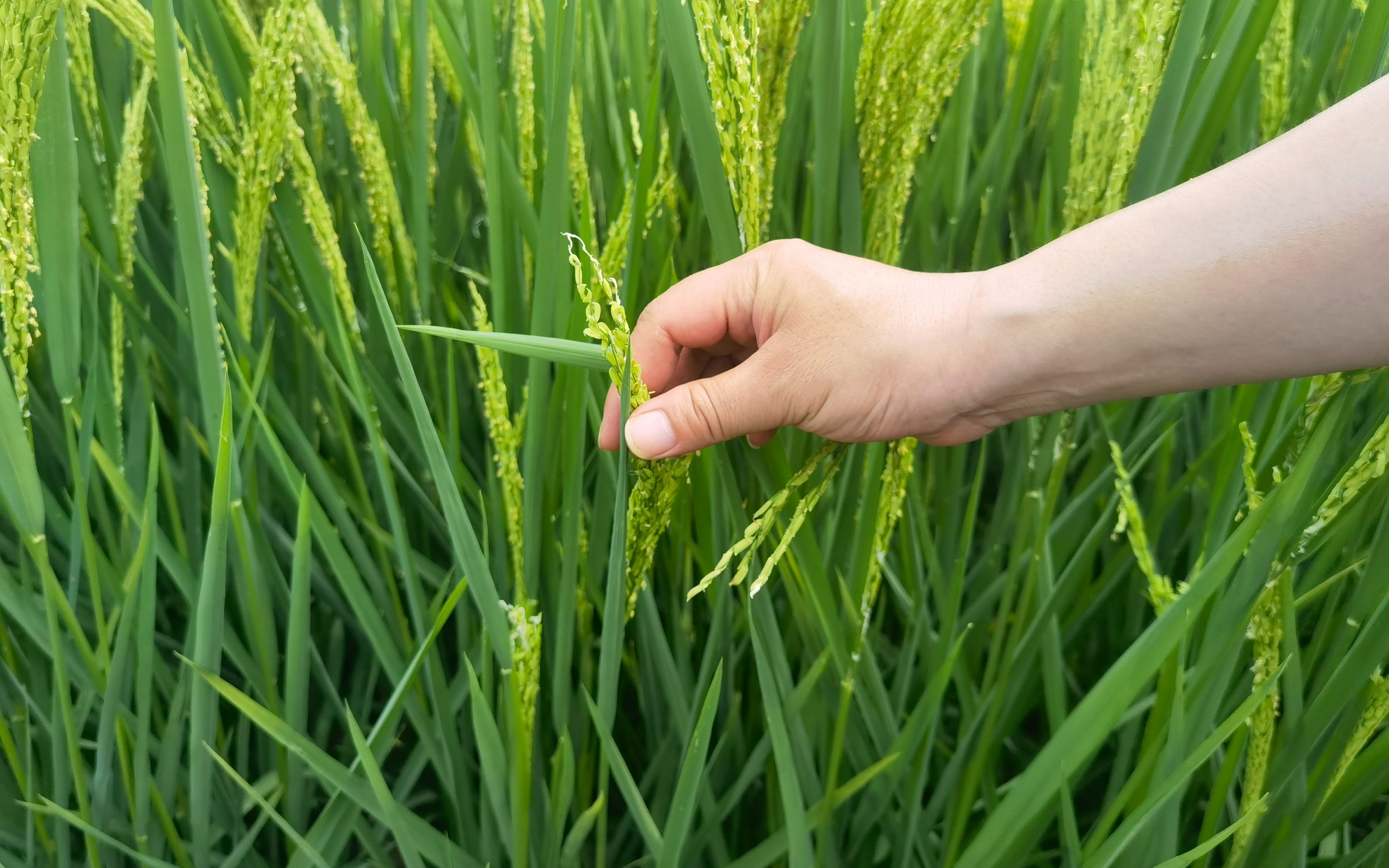 抗旱排涝设备,抗洪排涝的农业机械
