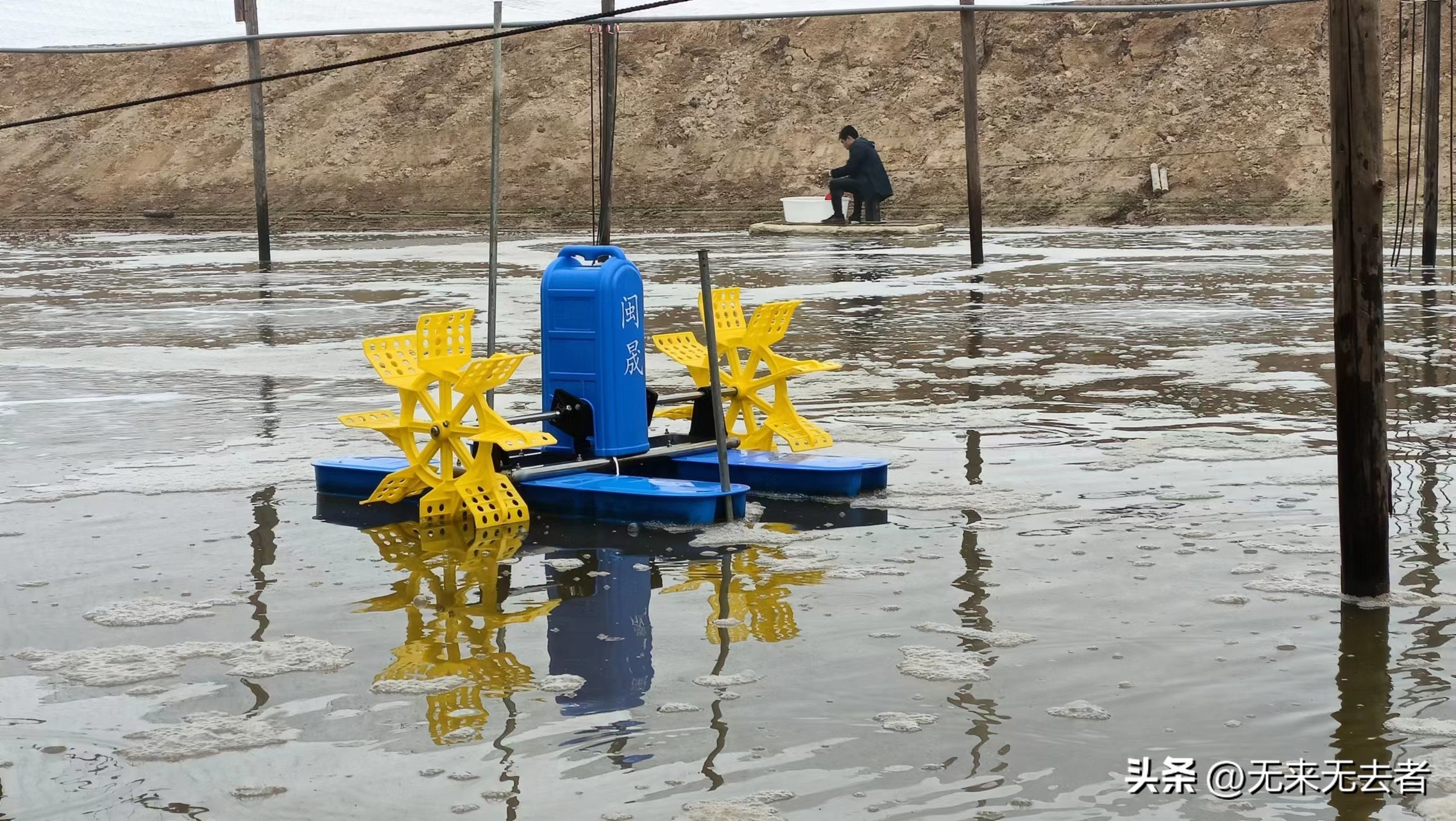 养南美白对虾一亩收益,南美白对虾60-70天快速养殖