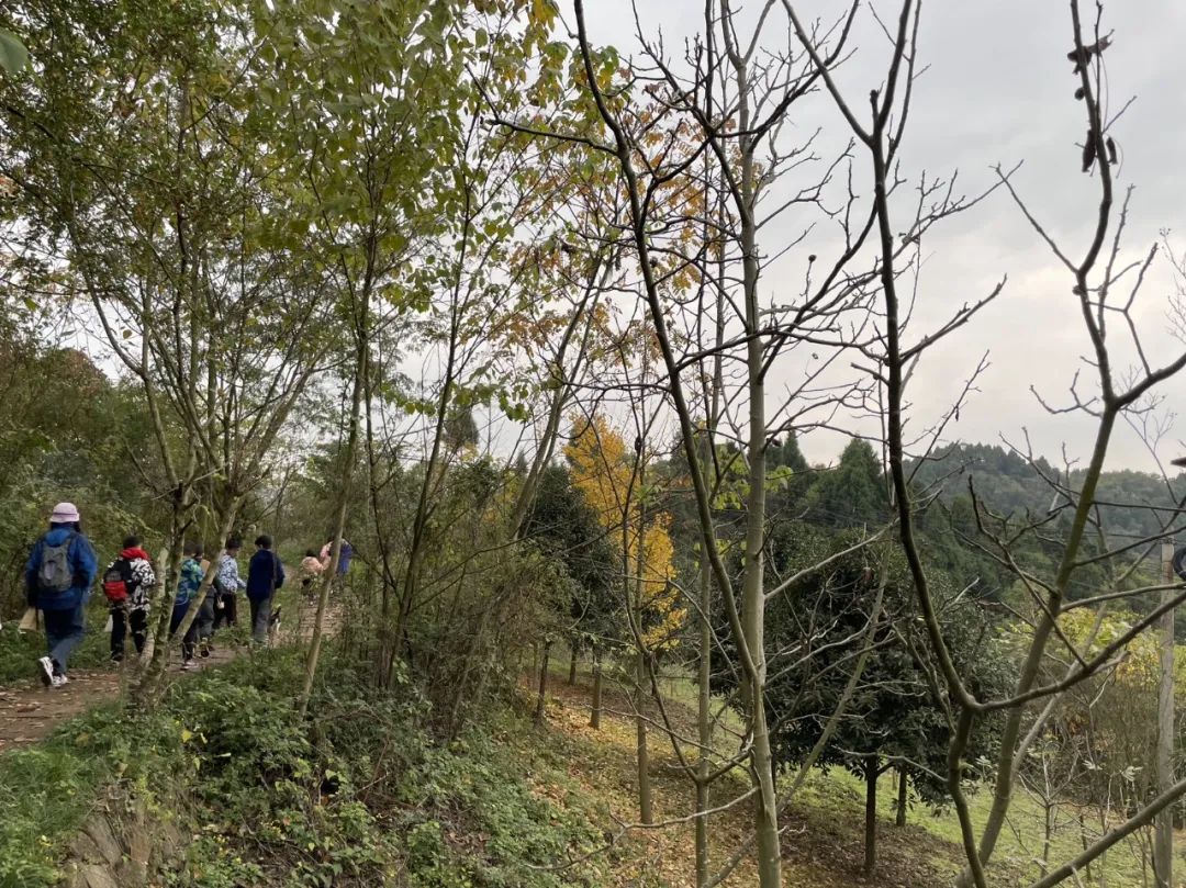 成都旅游豌豆尖,成都仰天窝近郊爬山推荐