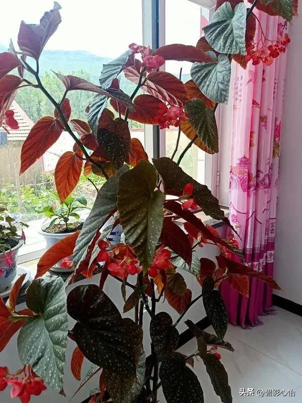 竹节海棠有根无叶能活吗,竹节海棠能否长久日照