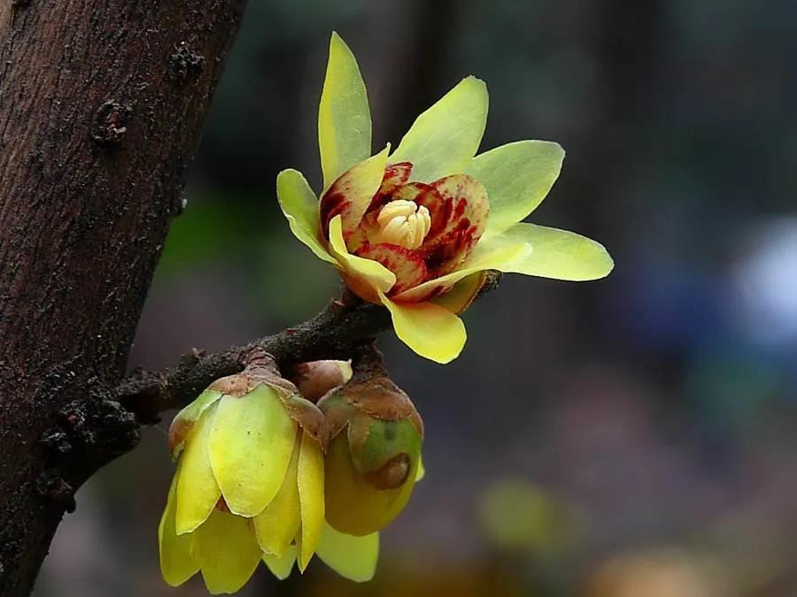 蜡梅还是腊梅小学三年级,蜡梅还是腊梅这些语文常识别弄错