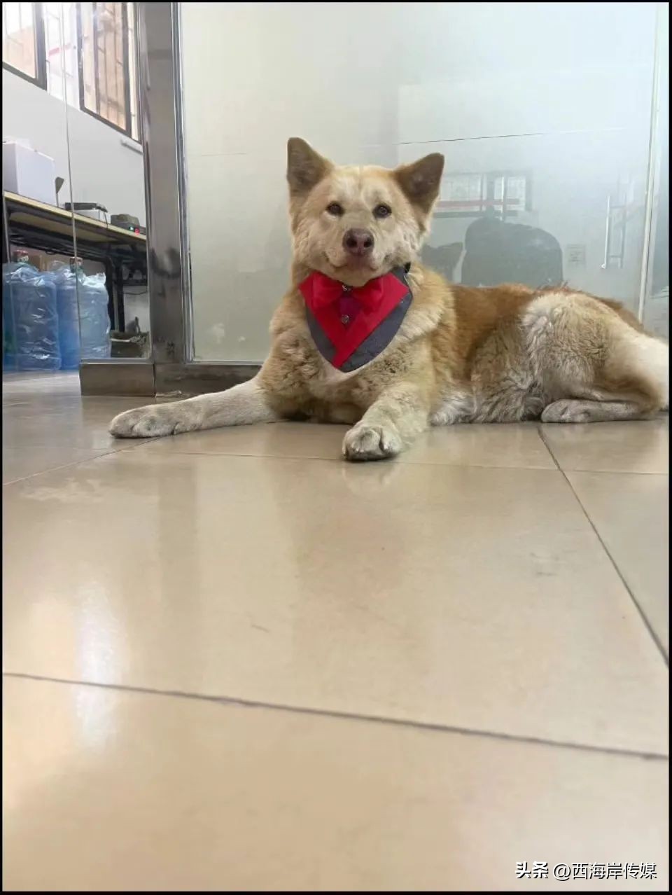 土狗月薪3000,小土狗打工