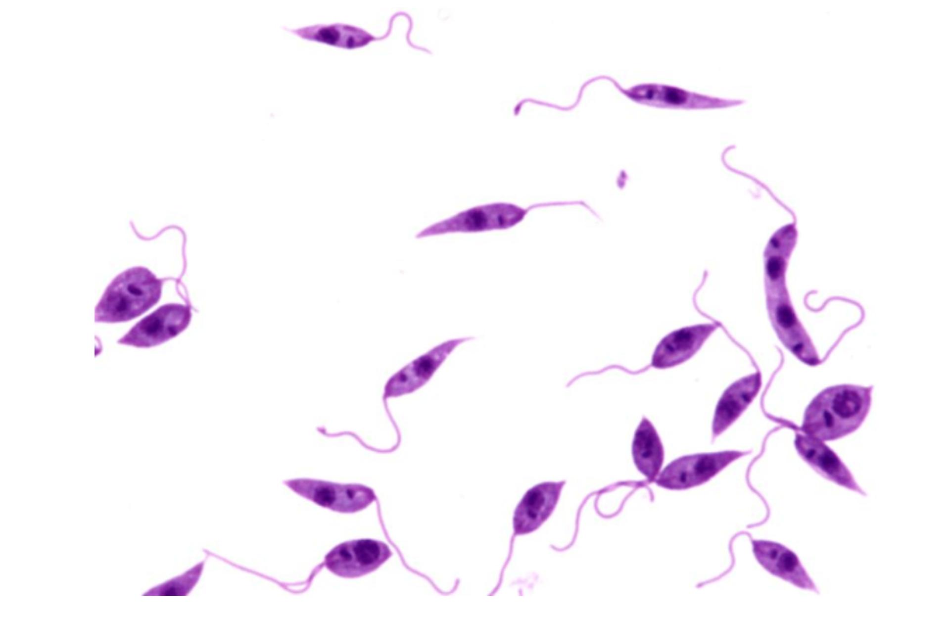 黑热病怎么样才算治愈了,狗狗黑热病如何预防