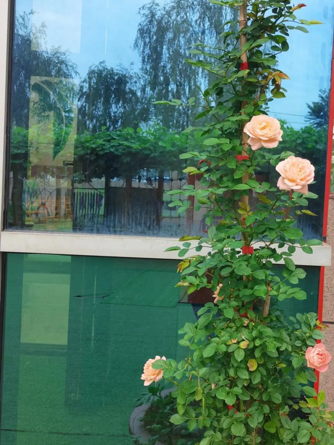 倾听儿童相伴成长主题墙幼儿园,倾听儿童相伴成长幼儿园小班视频