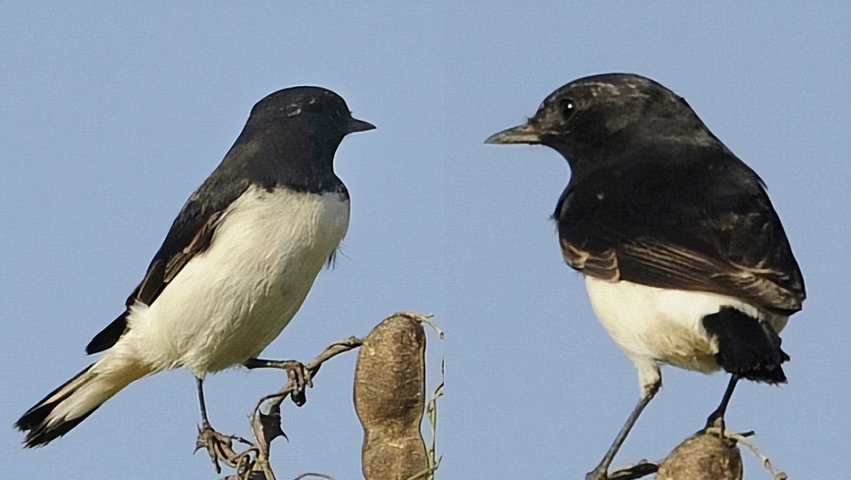 所有鸟图片大全大图,50张最佳鸟类摄影作品