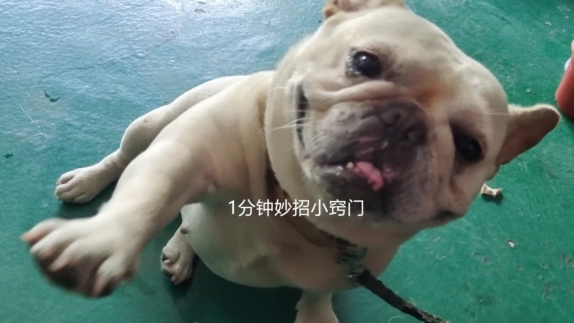 被狗追怎么自救才安全,被狗追怎么办最快最有效的方法