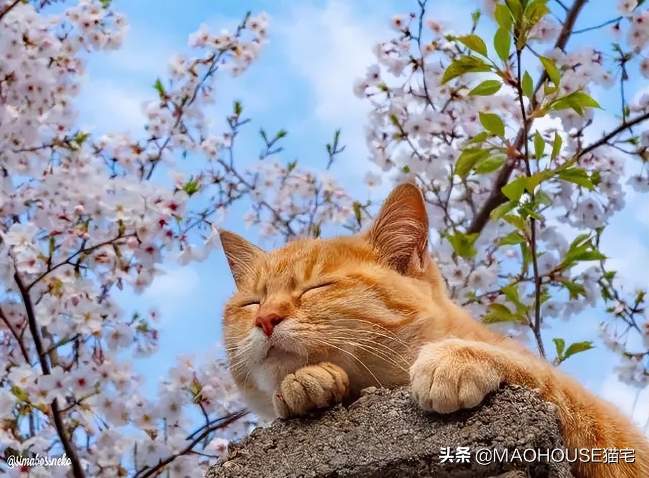猫的皮屑是硬的,猫毛皮屑过敏等级1级
