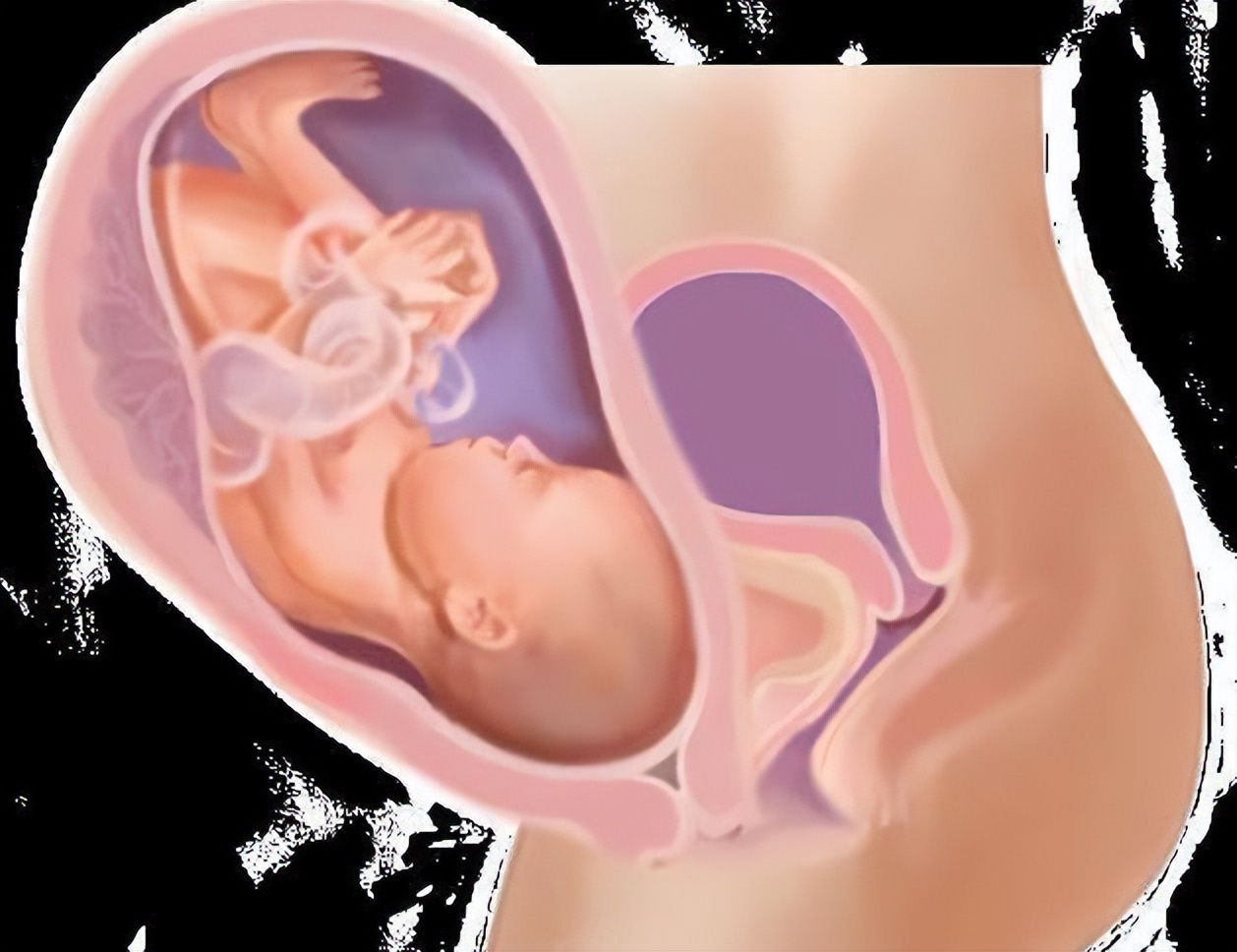 从受孕到分娩约四十周,从受孕到婴儿每天的变化