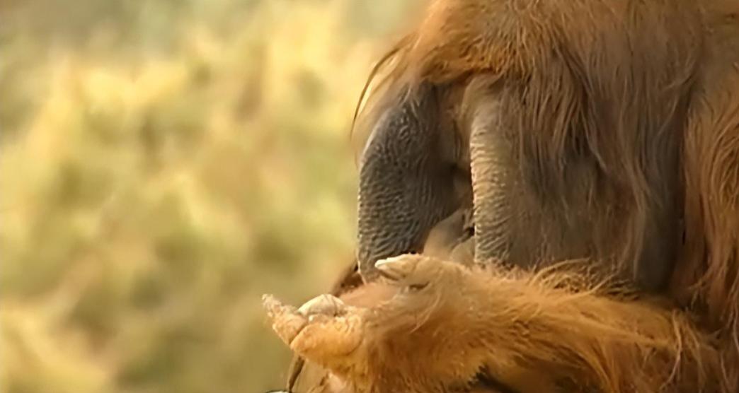 动物园大猩猩健身,大猩猩吃东西变瘦