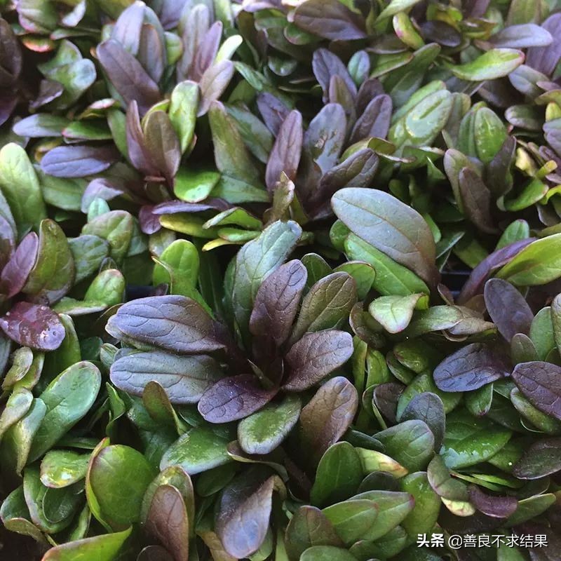 好看的地被植物,超实用的地被植物干货值得收藏