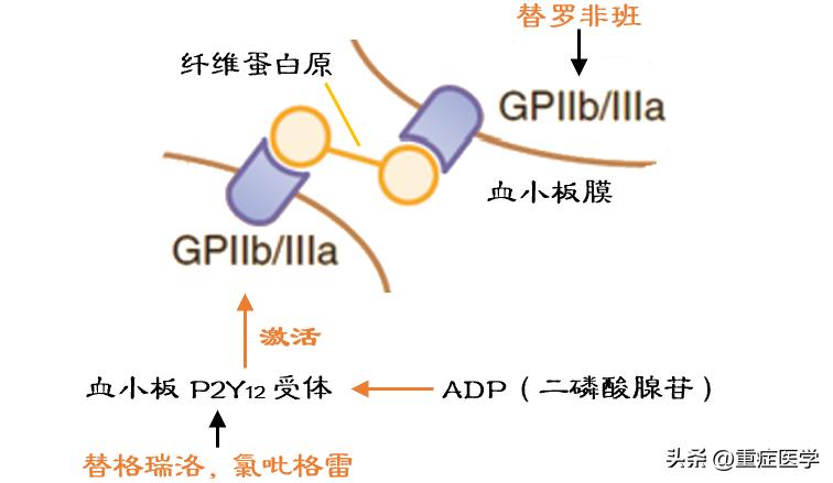 替格瑞洛说明用量,替格瑞洛的说明书