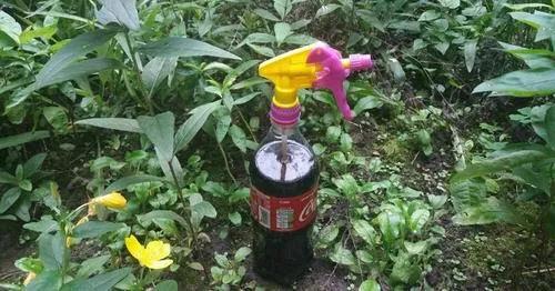 怎样有效又环保的去蚜虫,除蚜虫的环保方法