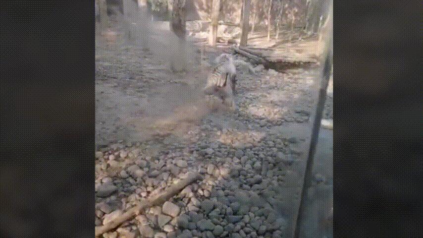 鸭：一鸭战四虎？弹射胜航母？鸭子的真相，也许超乎你的想象