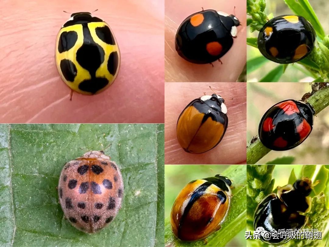 星天牛喜欢苦楝树,星天牛苦楝树