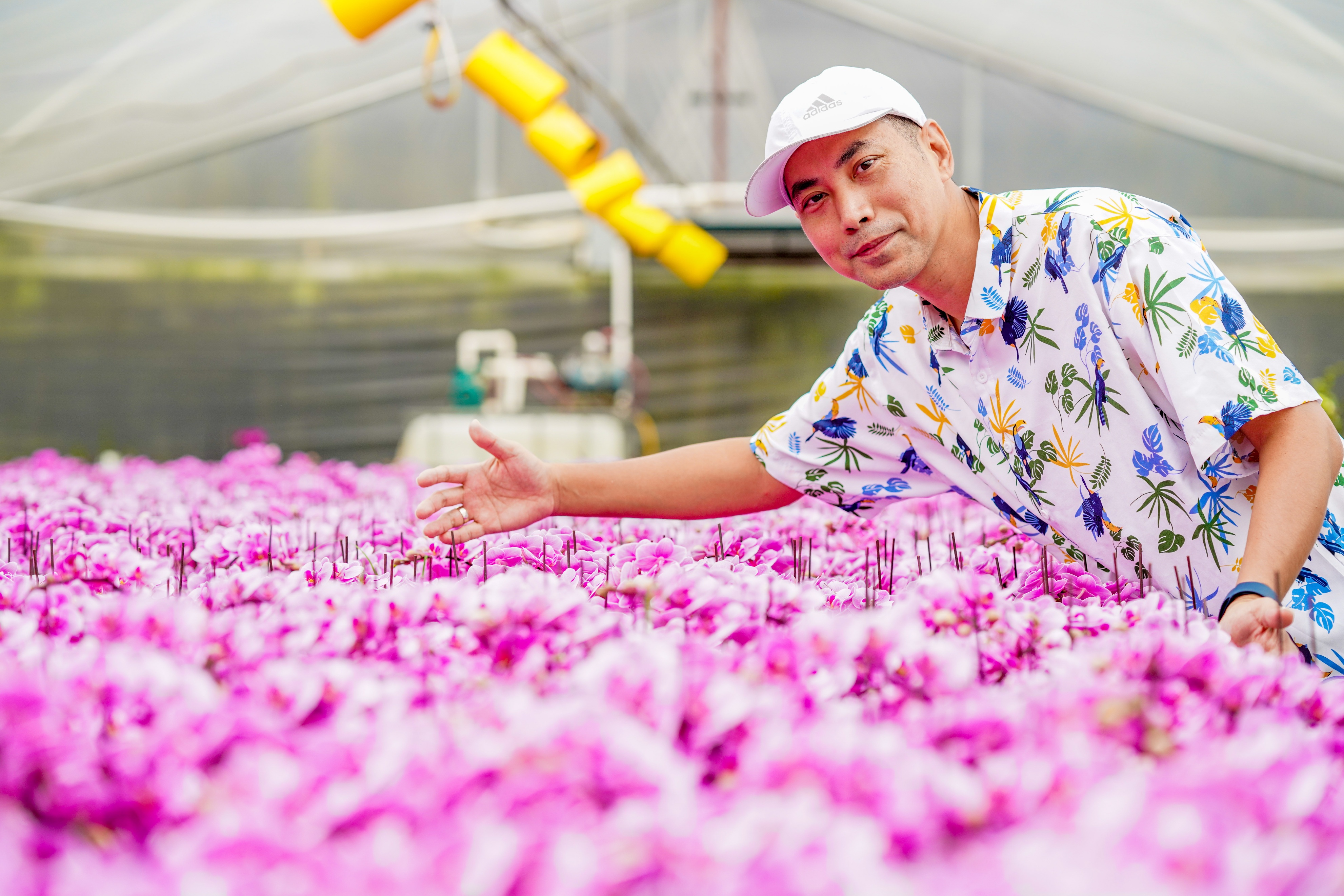 走进花果苗木之乡洪阳镇，探索“万花园”花木致富的产业密码