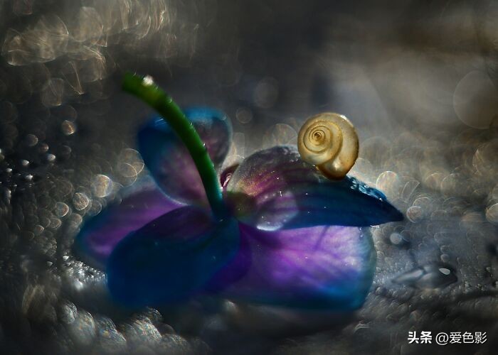 光影斑驳中，长笑蜗牛戴屋行