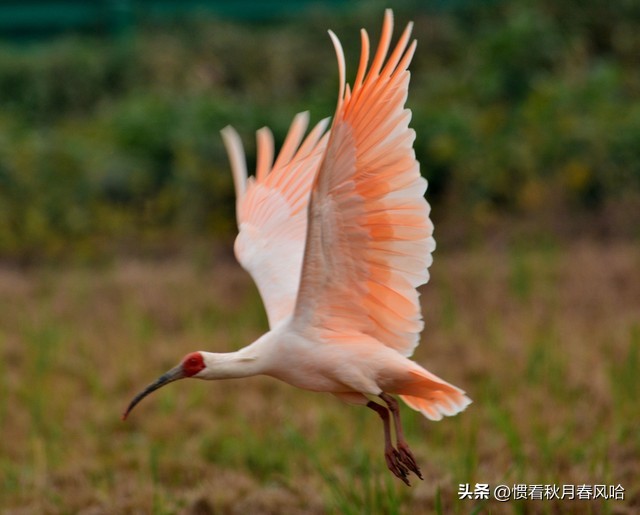 步步高破产重整算利好么,步步高被国资接管是利好吗