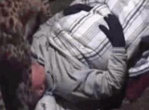 全世界唯一一只世界上最大的猫,世界上最小的体型最大的猫