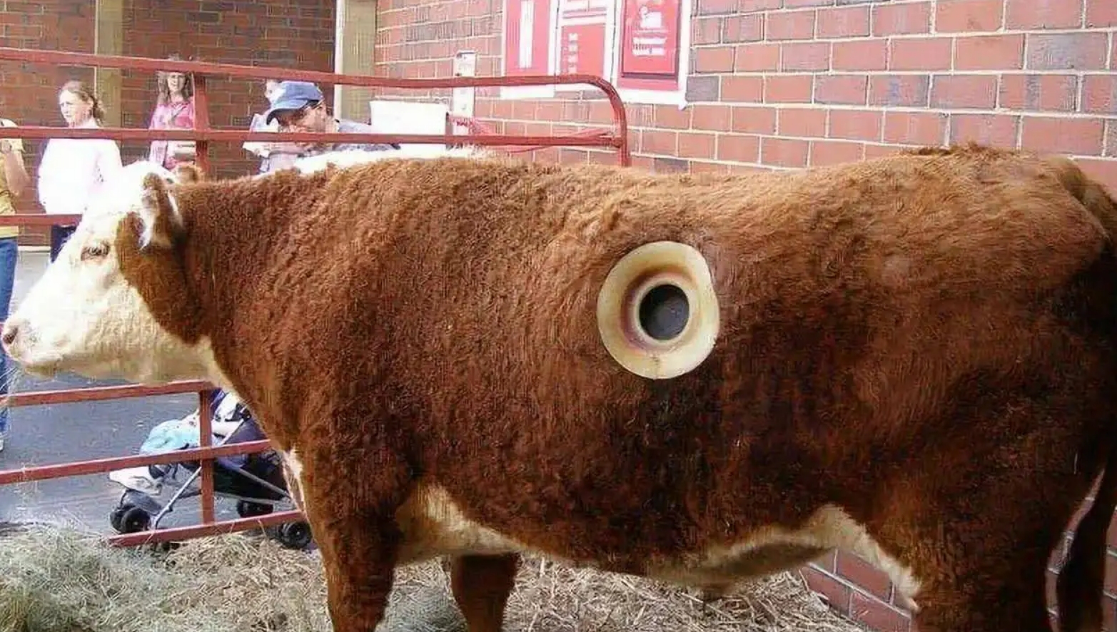 牛身上掏一个洞这对牛有何影响,为什么会在牛身上开洞