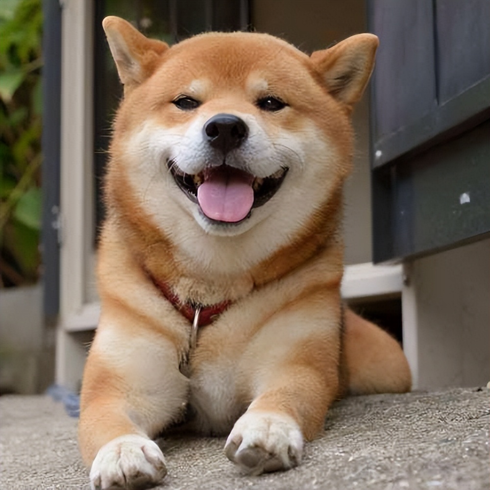 盘点小八嘎柴犬的所有瞬间,被铲屎官坑惨了的柴犬