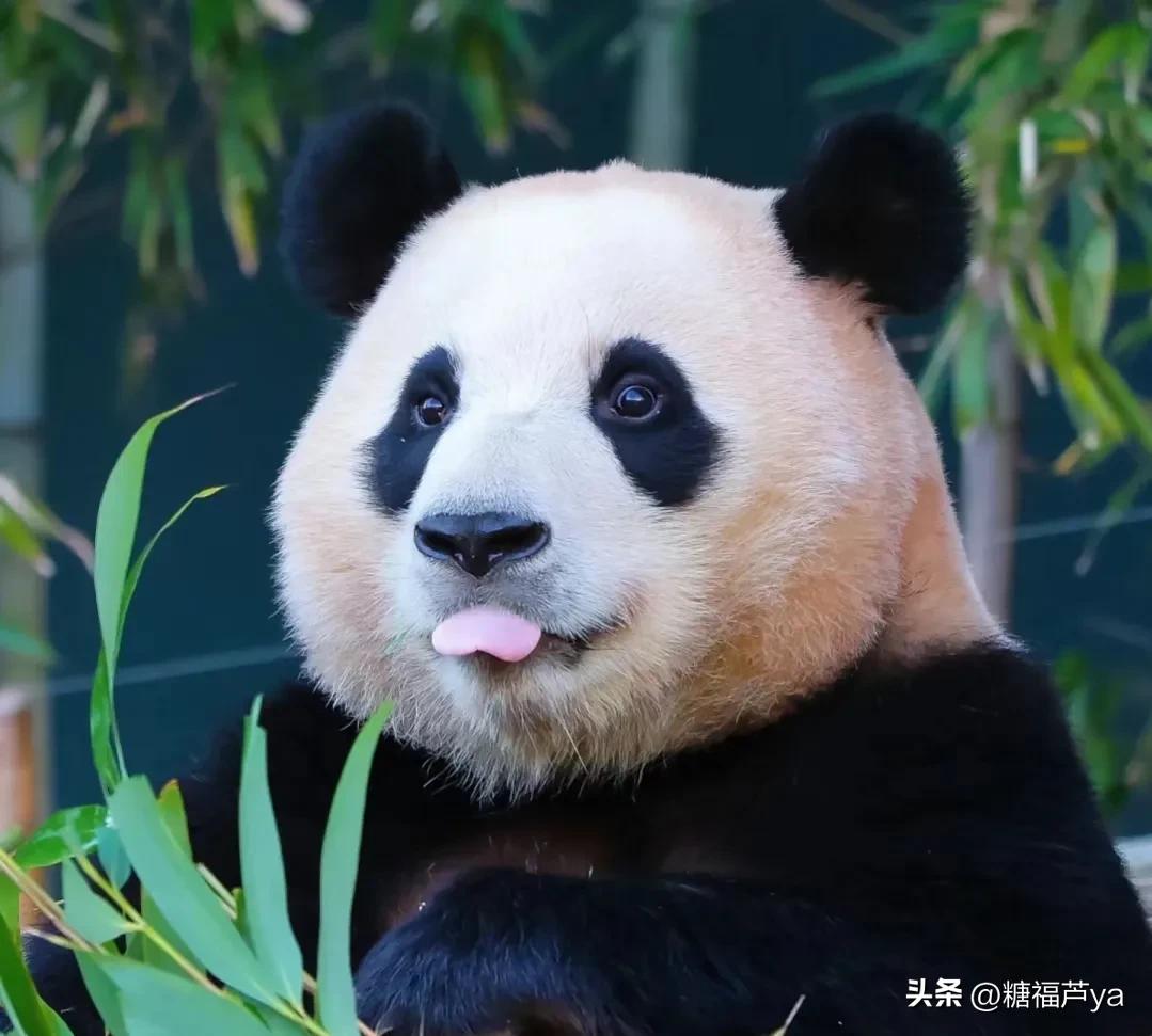 那些证明福宝是人的证据——毛皮大衣下是个小人精