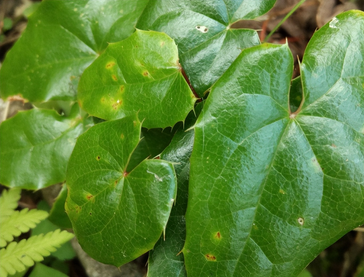 淫羊草与淫羊藿是相同的药,淫羊藿是什么草