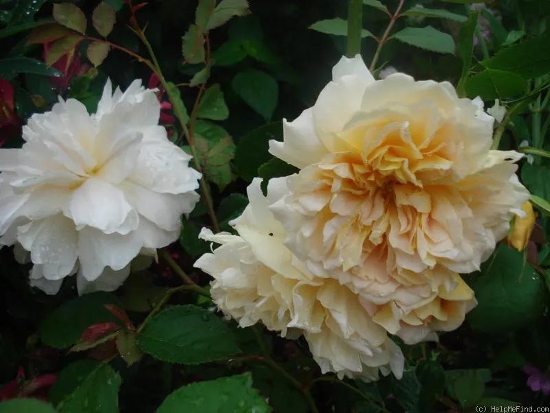 从“运茶快船(TeaClipper)”到英国人对中国茶叶的狂热