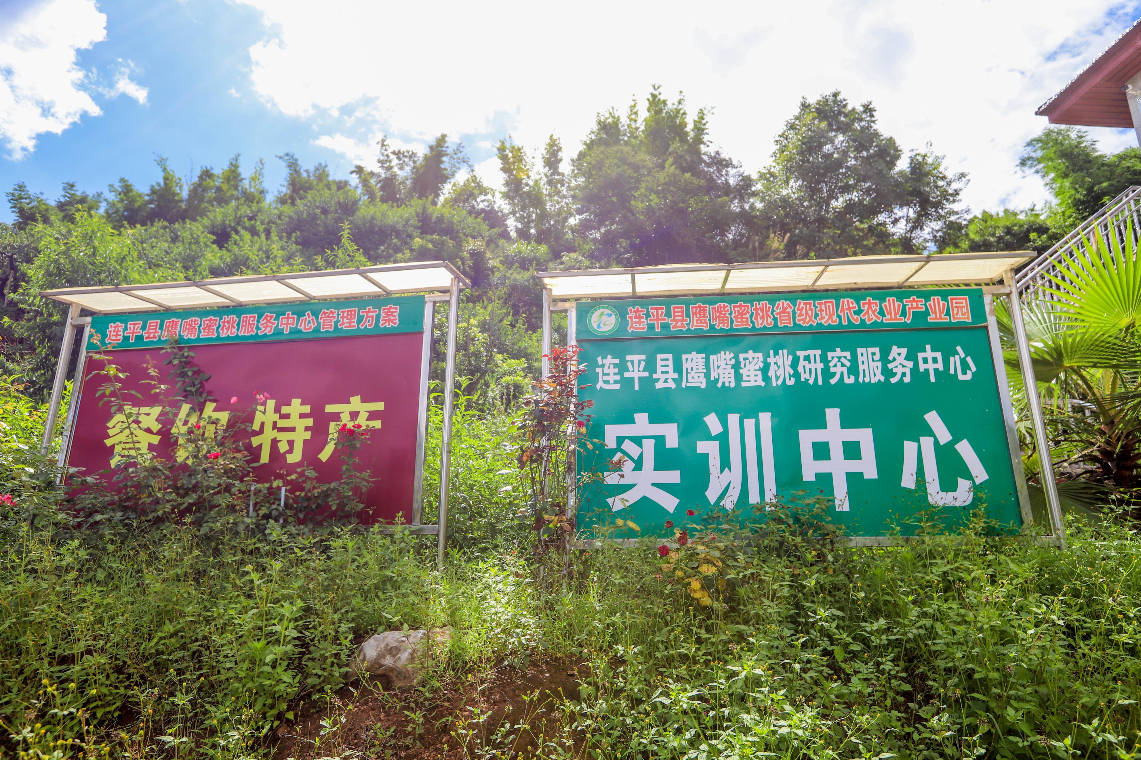 连平鹰嘴蜜桃是水蜜桃吗,广东连平上坪正宗鹰嘴水蜜桃