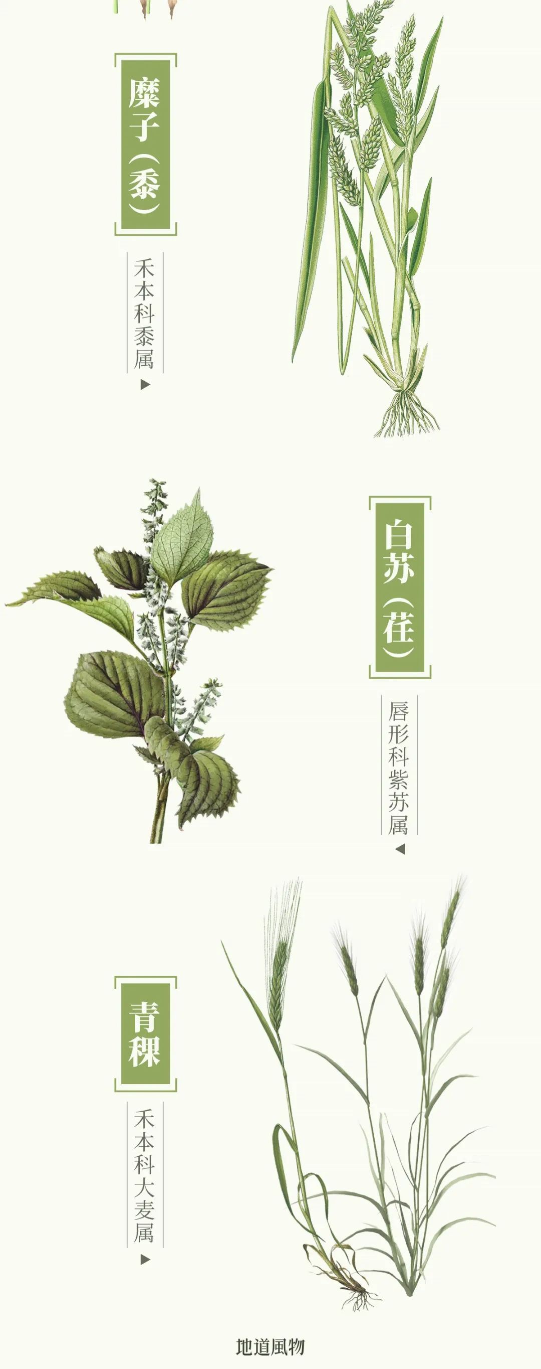 甘肃人一年四季都吃面为什么不胖,甘肃吃米还是面