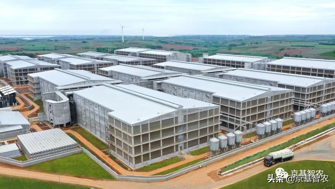 现代化养猪饲养过程,现代化养猪场管理方法