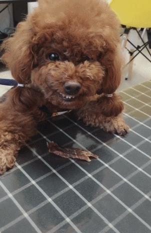 泰迪有时候认不清主人是怎么回事,泰迪认不认识家