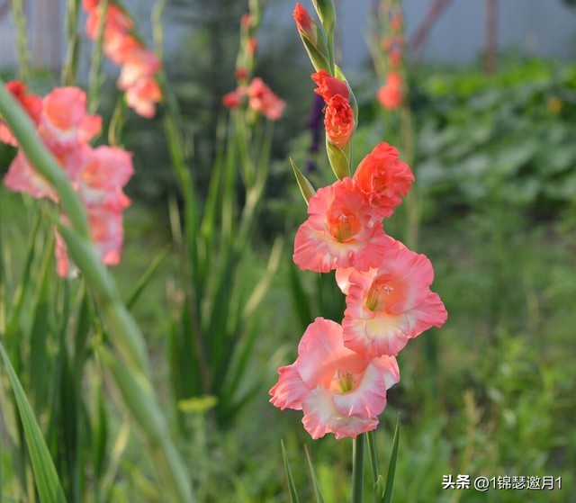 剑兰花最美图片,剑兰花的摄影图片