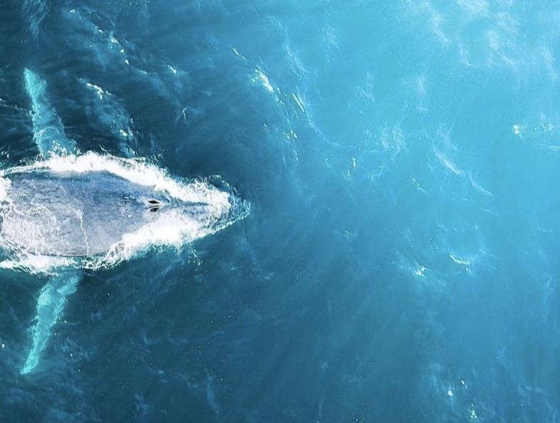 最强干饭人！鲸鱼张开嘴，鱼群就会往嘴里“钻”