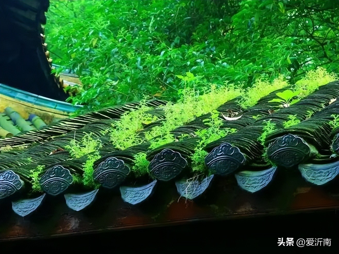 100句绝美春日诗词温柔又浪漫,微雨过小荷翻榴花开欲然