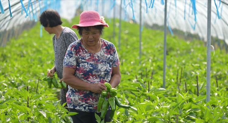 贫困地区农业发展现状,扶贫农业发展前景