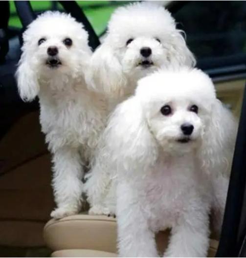 小型狗种类排行榜前十名,微型狗品种大全及图片