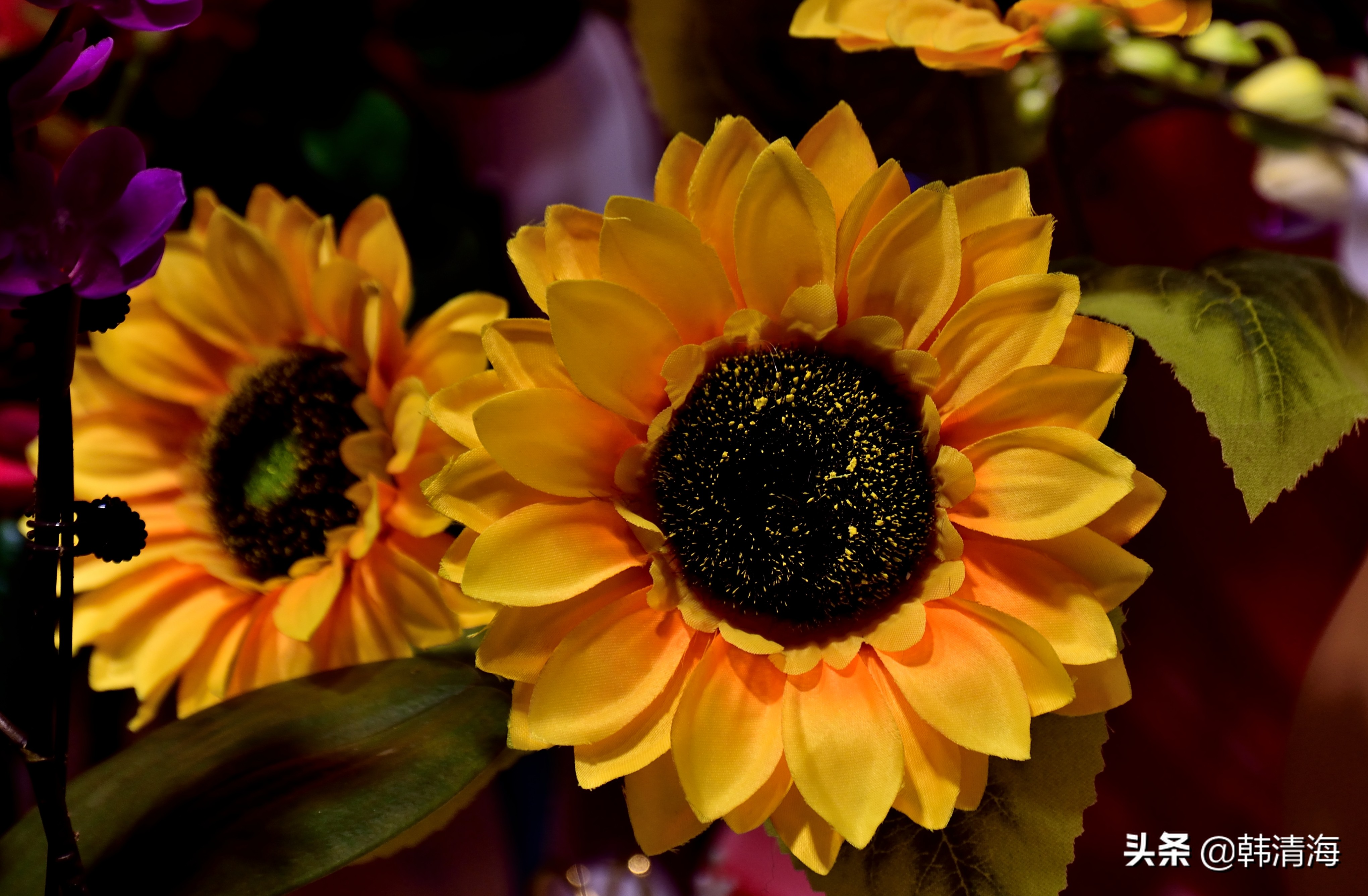 花香满屋真假自辩