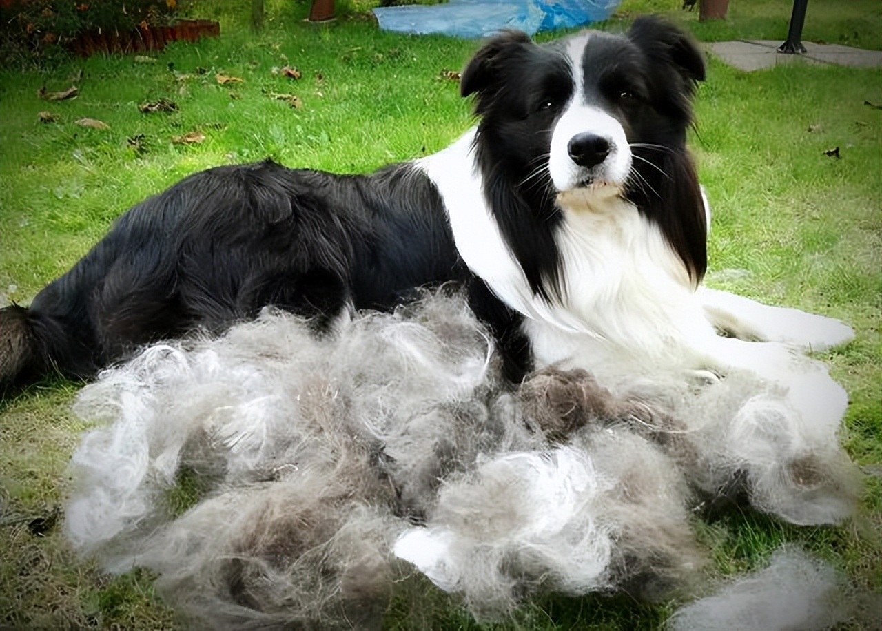 怎么教边牧用各种按钮说话,开拖拉机技术讲解
