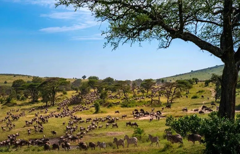 坦桑尼亚的国家英文名,坦桑尼亚是个什么样的国家