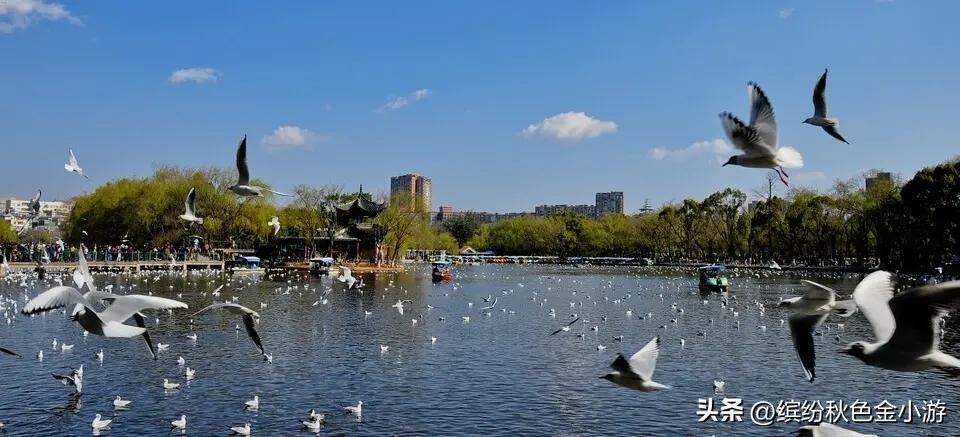 2022年昆明免费开放的景点,昆明轿子雪山这几天免费是真的吗