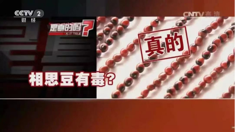 科普丨知否知否：“相思”有毒！孩子呕吐不止，元凶是它