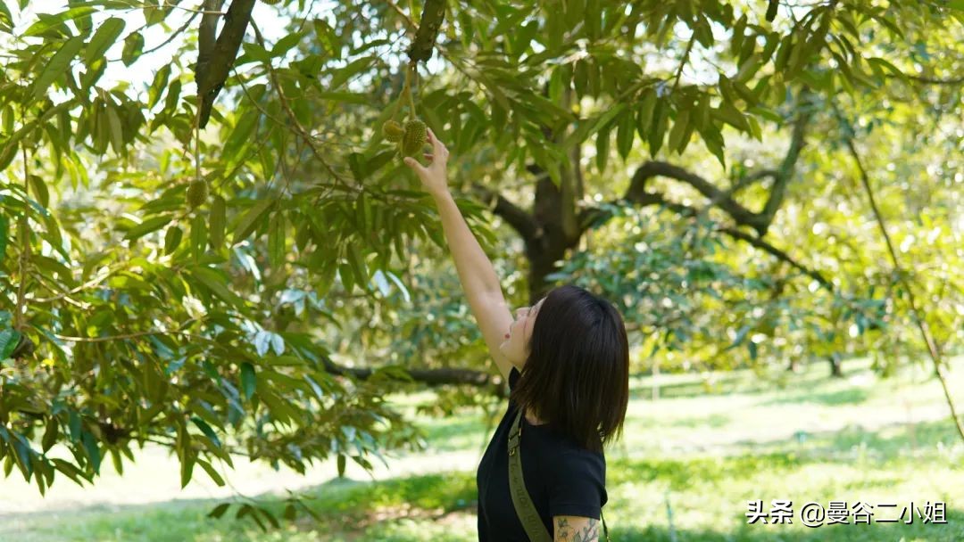 榴莲园带你看越南最美的榴莲,去泰国榴莲园里摘榴莲