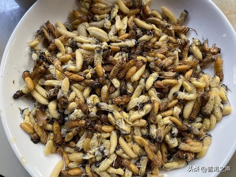 有一种味道叫普洱丨花吃够了，该吃虫了！