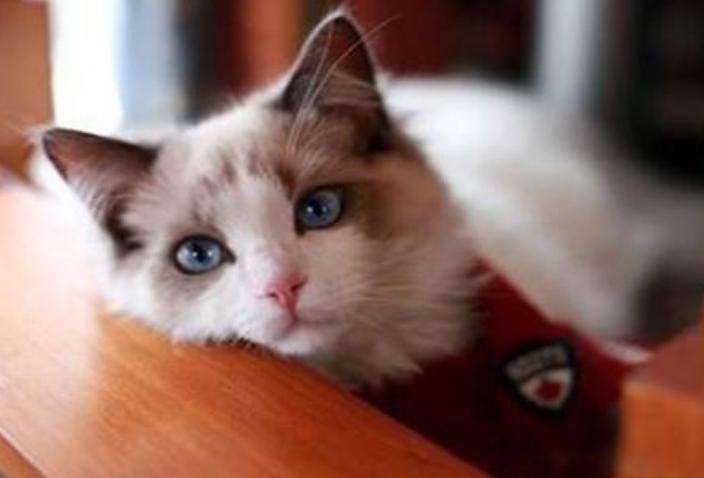 养猫小知识猫咪脚受伤化脓怎么办,猫伤口清洗用什么药