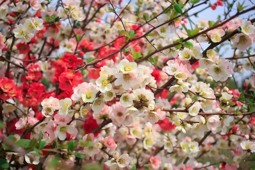 春日打卡|三月春风吹海棠,花开缤纷迷人眼