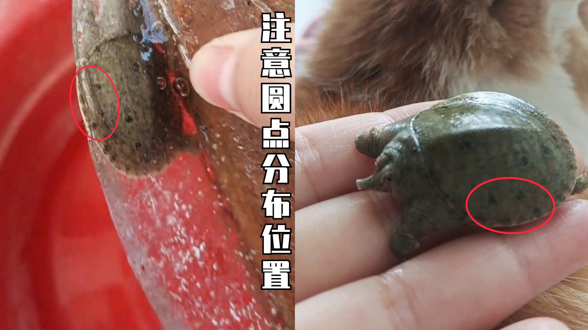 甲鱼冷冻多久可以复活,冰冻的一个月的甲鱼能否复活