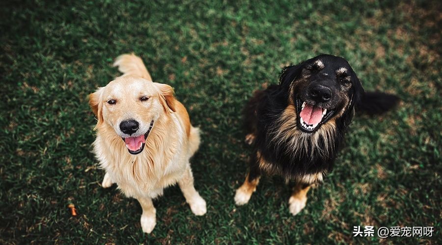 白色像泰迪一样的狗狗是什么品种,如何区分常见狗狗品种