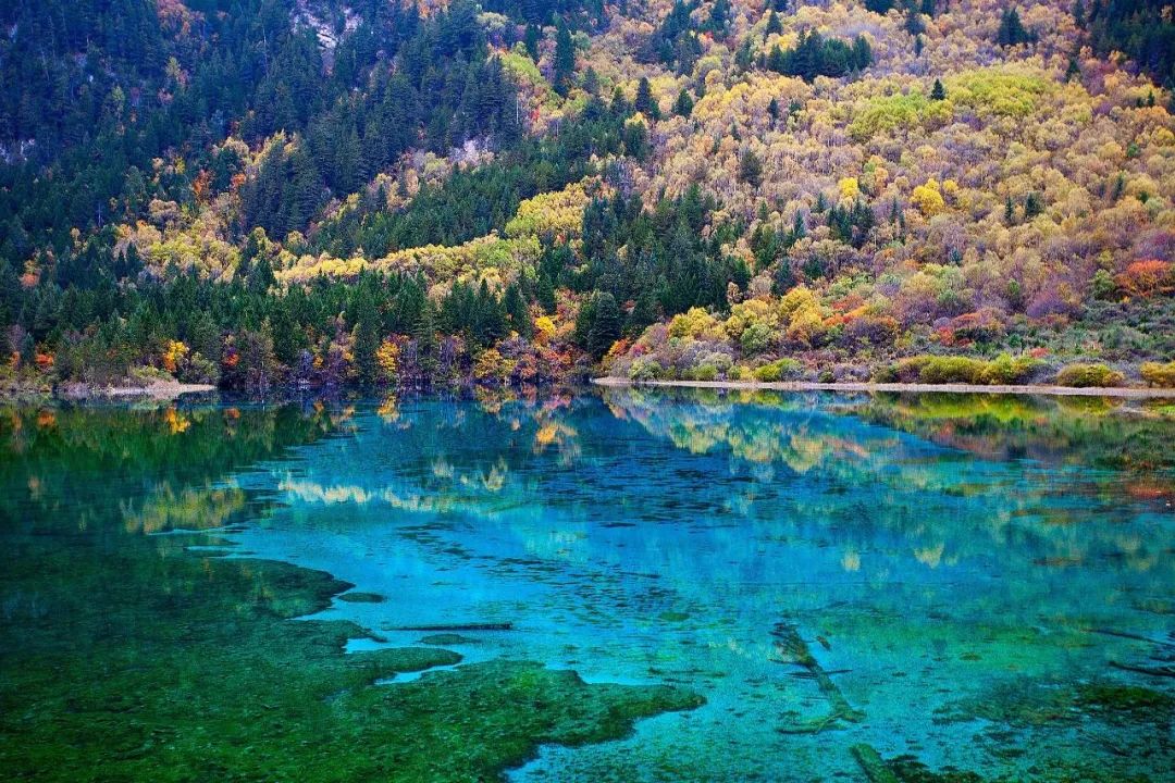 你没见过的雪后九寨沟,你见过雪景吗