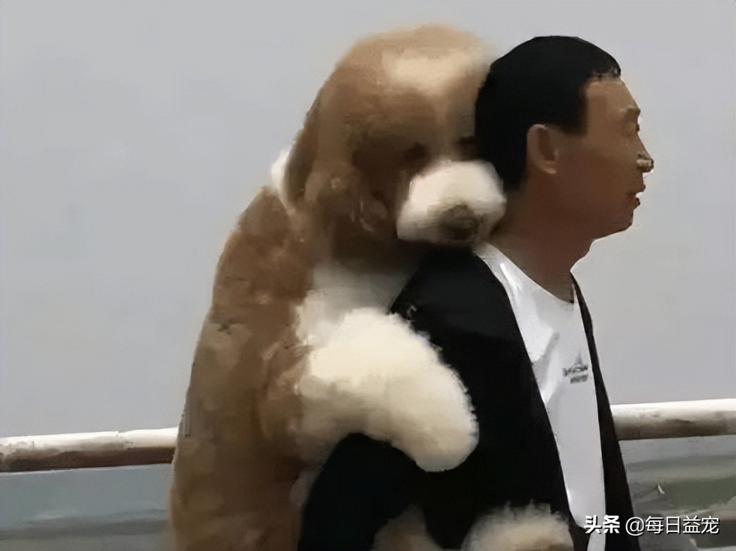 带巨型贵宾犬出门,巨型贵宾犬太调皮