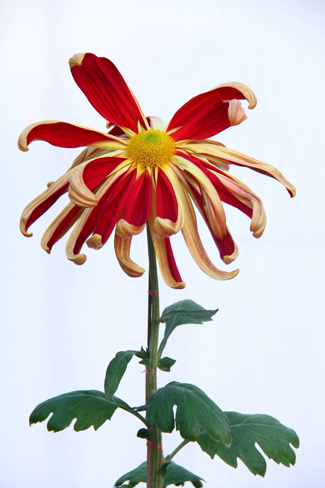 13个“菊王”，哪个才是你心目中的王者？